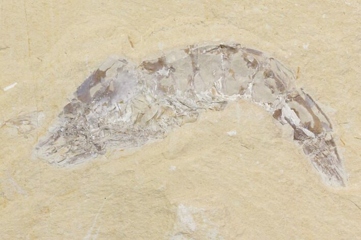 Cretaceous Fossil Shrimp - Lebanon #147245